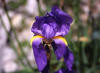 Dalmatinska perunika (Iris pseudopallida)